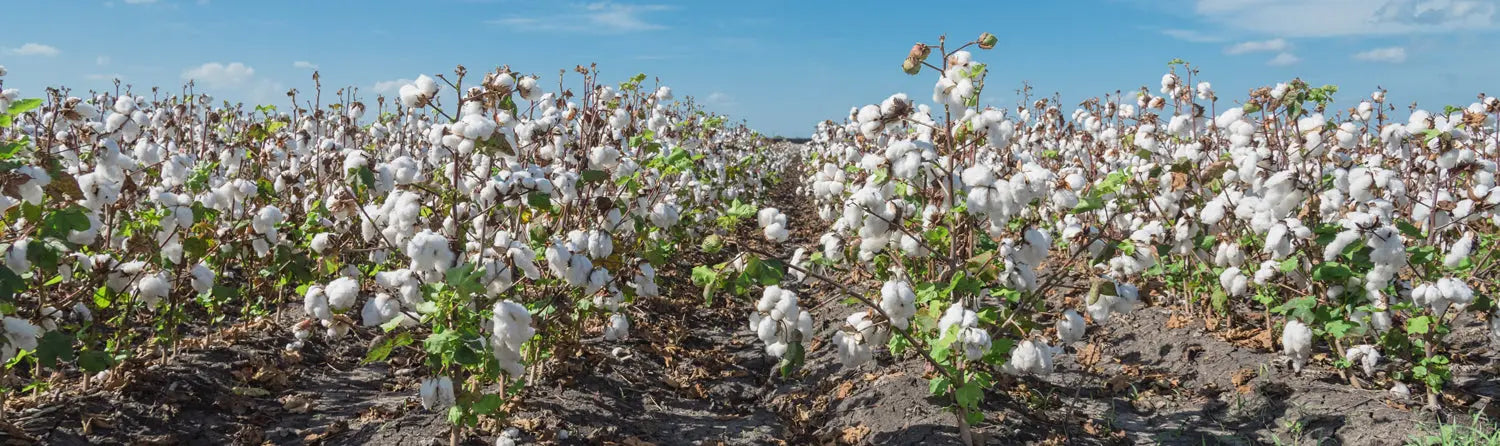 Folk-Magazine High Cotton